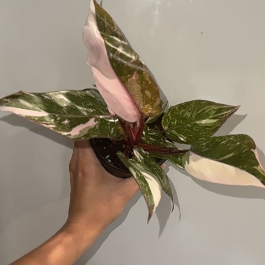 Photo of the plant species Pink Princess Galaxy by @ZealChelseahoya named Pink Galaxy on Greg, the plant care app