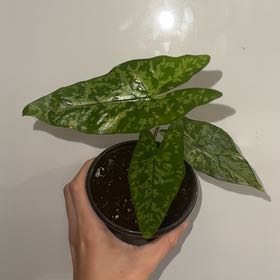 Photo of the plant species Alocasia Shattered Glass by @ZealChelseahoya named Shattered Glass on Greg, the plant care app