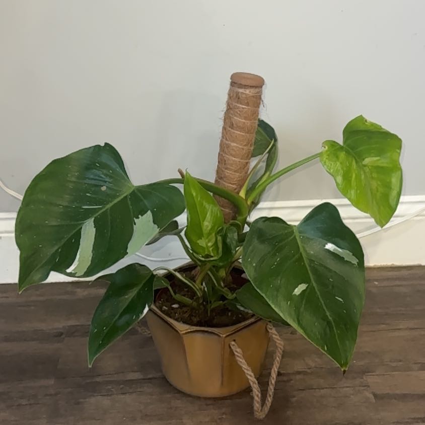 Photo of the plant species philodendron white princess by @ZealChelseahoya named Marley on Greg, the plant care app