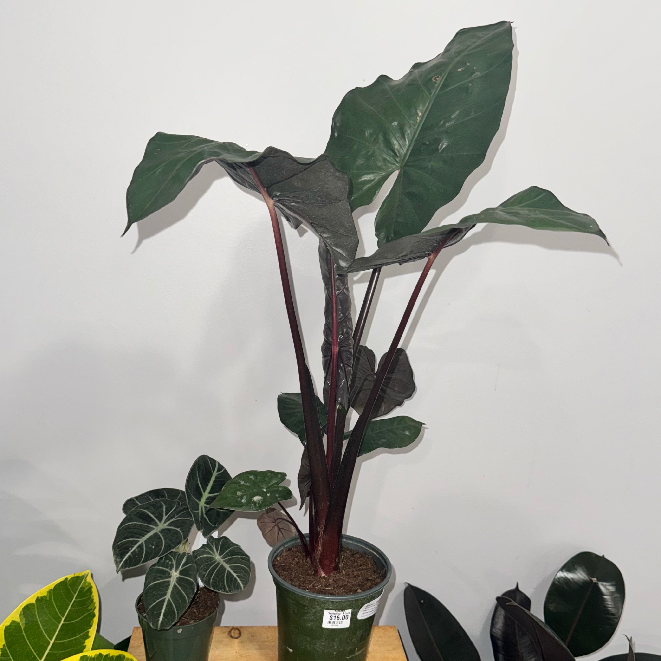 Photo of the plant species Alocasia 'Metallica' by @ZealChelseahoya named Metallica on Greg, the plant care app