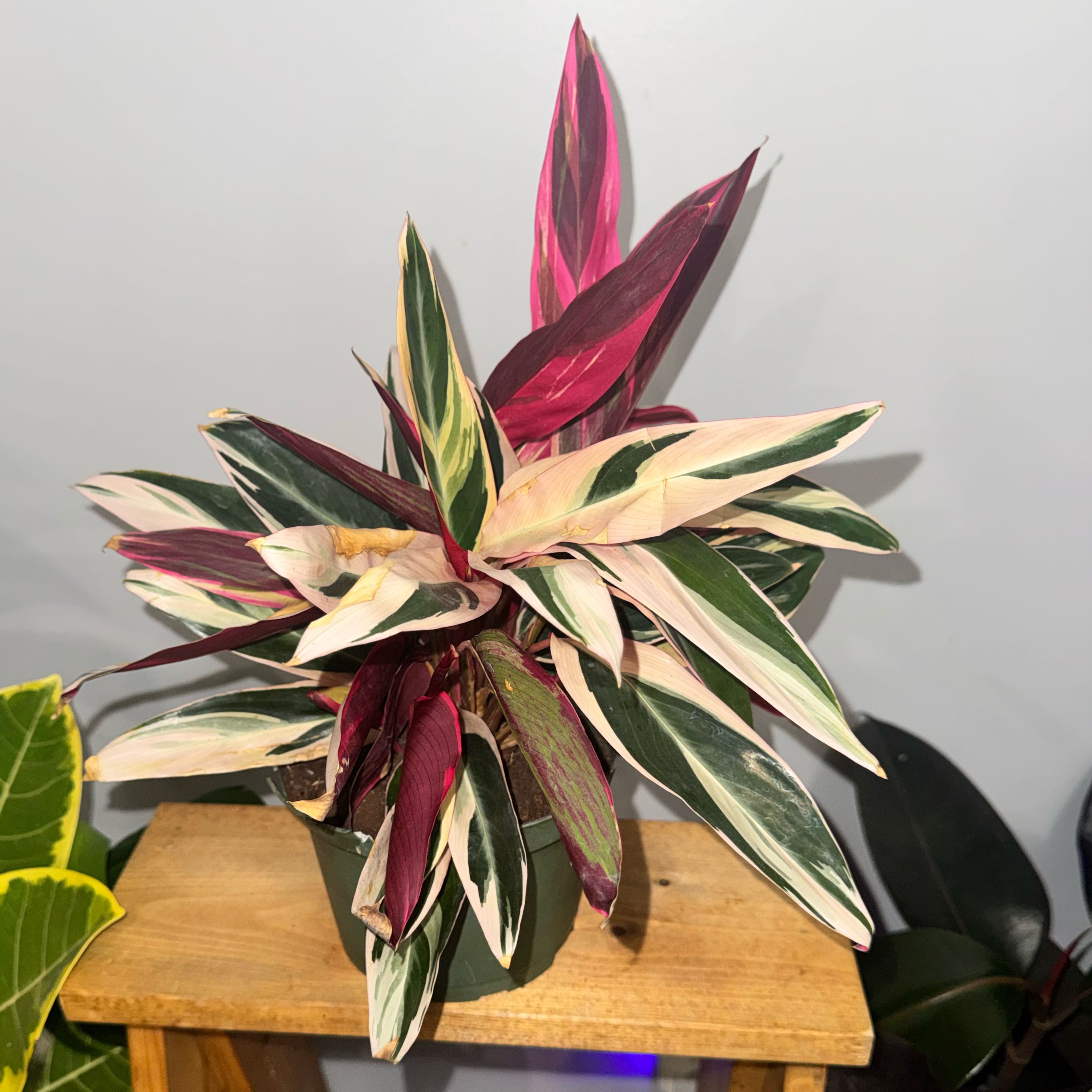 Photo of the plant species Stromanthe sanguinea 'Tricolor' by @ZealChelseahoya named Tricolor 2 on Greg, the plant care app