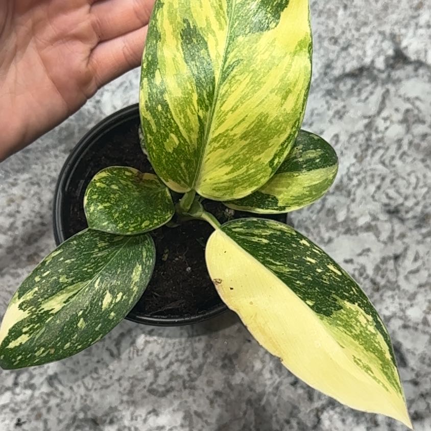 Photo of the plant species Philo Green Congo Nuclear by @ZealChelseahoya named Nuclear on Greg, the plant care app