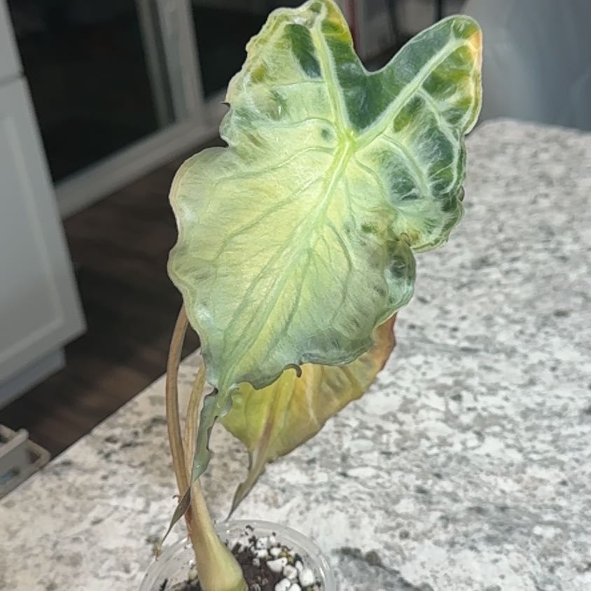 Photo of the plant species Alocasia 'Venom' by @ZealChelseahoya named Venom on Greg, the plant care app