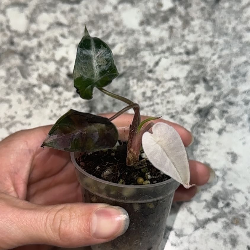 Photo of the plant species Alocasia Pink Bambino by @ZealChelseahoya named Pink Bambino on Greg, the plant care app