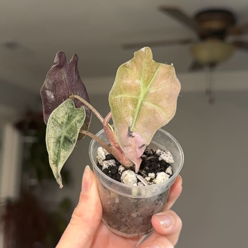 Photo of the plant species Alocasia Pink Mint by @ZealChelseahoya named Pink Mint on Greg, the plant care app