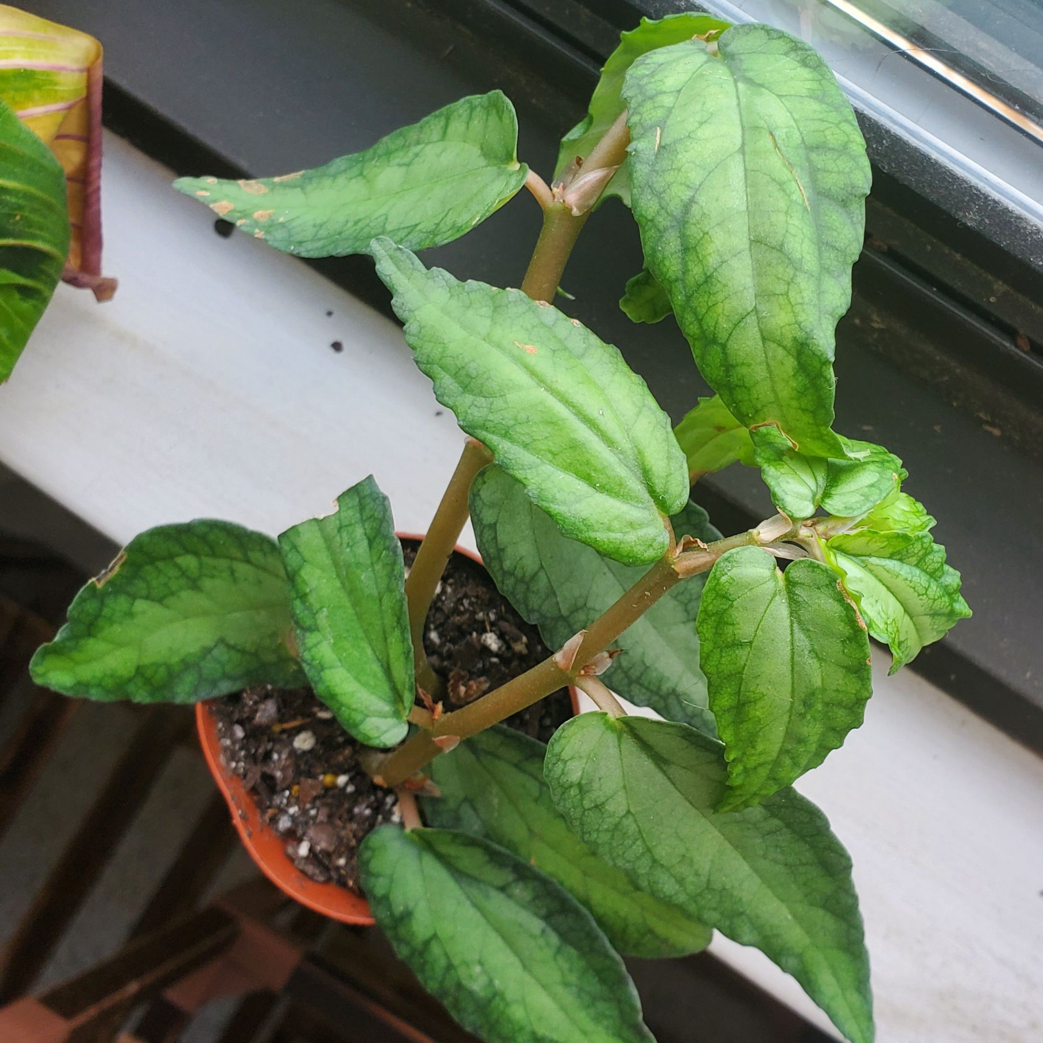Photo of the plant species Trailing begonia by @BraveMinidahlia named Merryweather on Greg, the plant care app