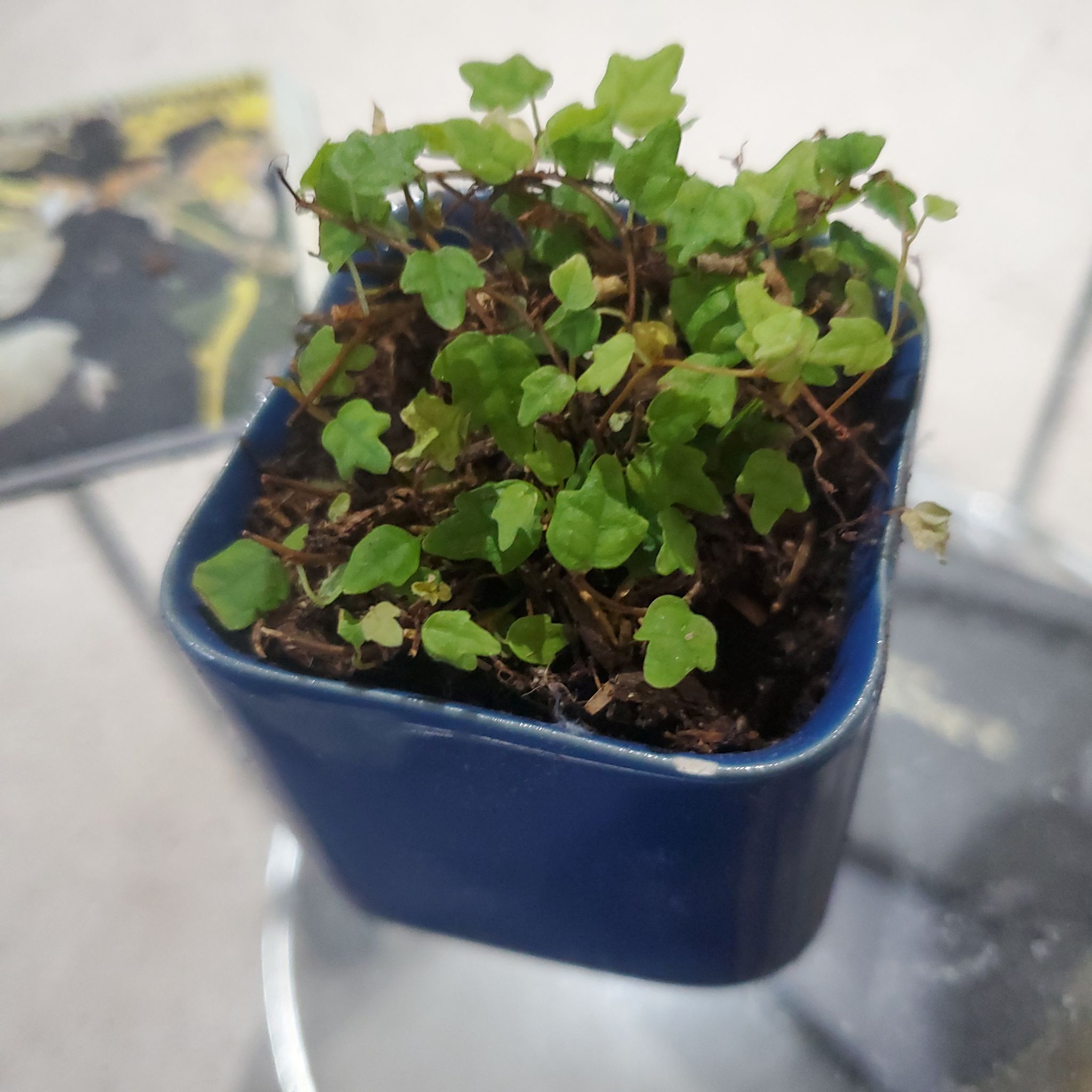 Photo of the plant species Miniature Oakleaf Fig by @BraveMinidahlia named Sapo (Brazilian Portuguese) on Greg, the plant care app