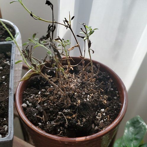 Photo of the plant species Tiny Trumpet by @BraveMinidahlia named Ethan on Greg, the plant care app