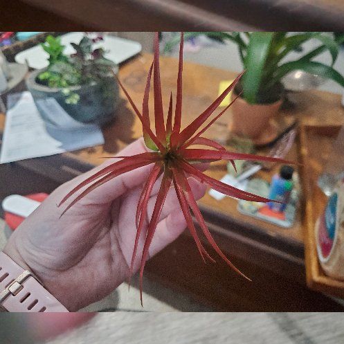 Photo of the plant species Red Tillandsia Air Plant by @BraveMinidahlia named Arion on Greg, the plant care app