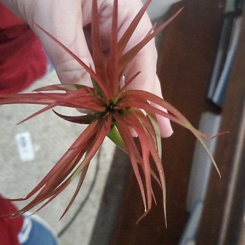 Photo of the plant species Red Tillandsia Air Plant by @BraveMinidahlia named Desponia on Greg, the plant care app
