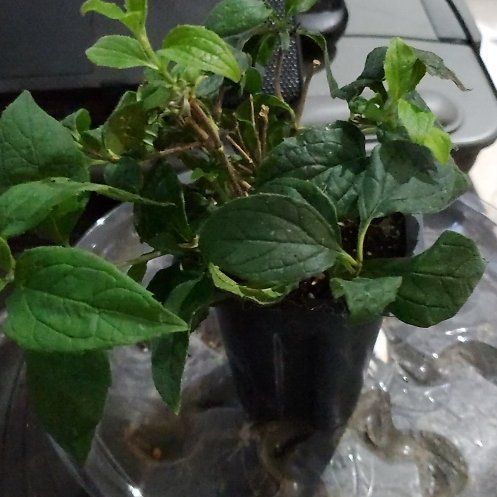Photo of the plant species Illuminati Spice Mockorange by @BraveMinidahlia named Azahar on Greg, the plant care app