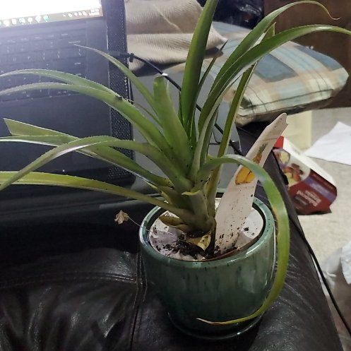 Photo of the plant species Elite Gold Pineapple by @BraveMinidahlia named Hala Kahiki on Greg, the plant care app