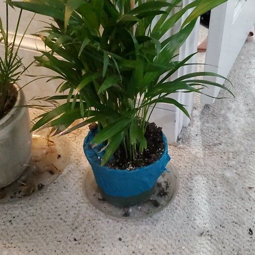 Photo of the plant species Dwarf Areca Palm by @BraveMinidahlia named Mariposa on Greg, the plant care app