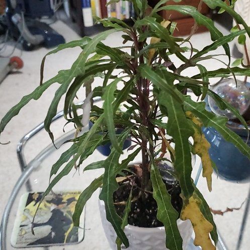 Photo of the plant species Twilight Orchid by @BraveMinidahlia named Vesper on Greg, the plant care app