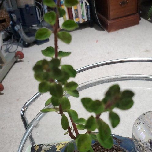 Photo of the plant species Peperomia verticillata 'Red Twist' by @BraveMinidahlia named Luta on Greg, the plant care app