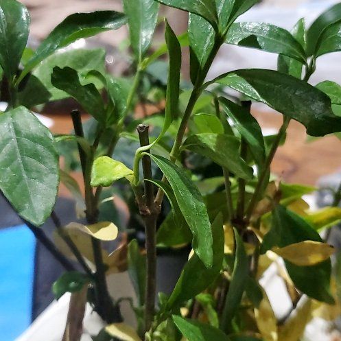Photo of the plant species Gardenia 'Summer Snow' by @BraveMinidahlia named Eira on Greg, the plant care app