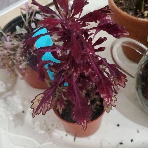 Photo of the plant species Sea Urchin Red Coleus by @BraveMinidahlia named Leviathan on Greg, the plant care app