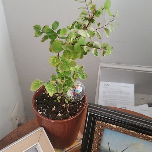 Photo of the plant species Japanese Snow Rose by @BraveMinidahlia named Aneira on Greg, the plant care app