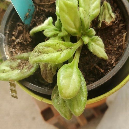 Photo of the plant species Asian Violet Summer Song by @BraveMinidahlia named Iolanthe on Greg, the plant care app