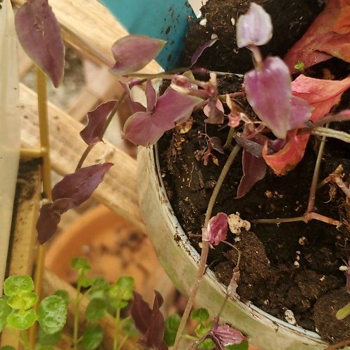 Photo of the plant species purple bridal veil by @BraveMinidahlia named Kallah on Greg, the plant care app