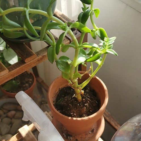 Photo of the plant species Red Pagoda by @BraveMinidahlia named Keahi on Greg, the plant care app
