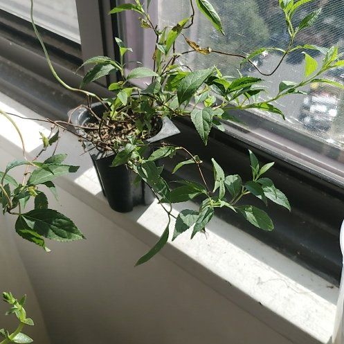 Photo of the plant species Yuki Cherry Blossom Deutzia by @BraveMinidahlia named Raizel on Greg, the plant care app