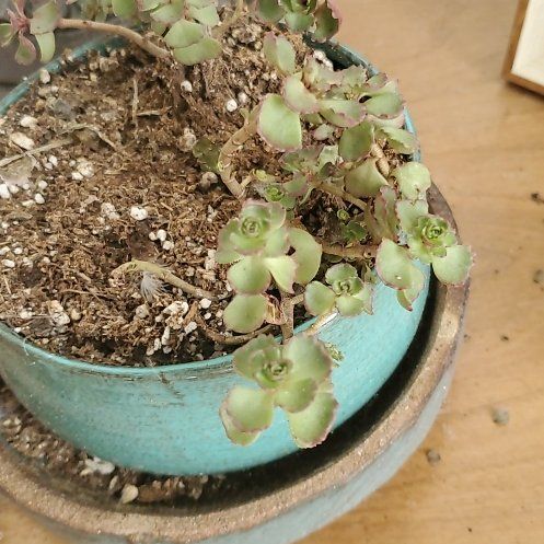 Photo of the plant species Dragons Blood Sedum by @BraveMinidahlia named Balerion on Greg, the plant care app