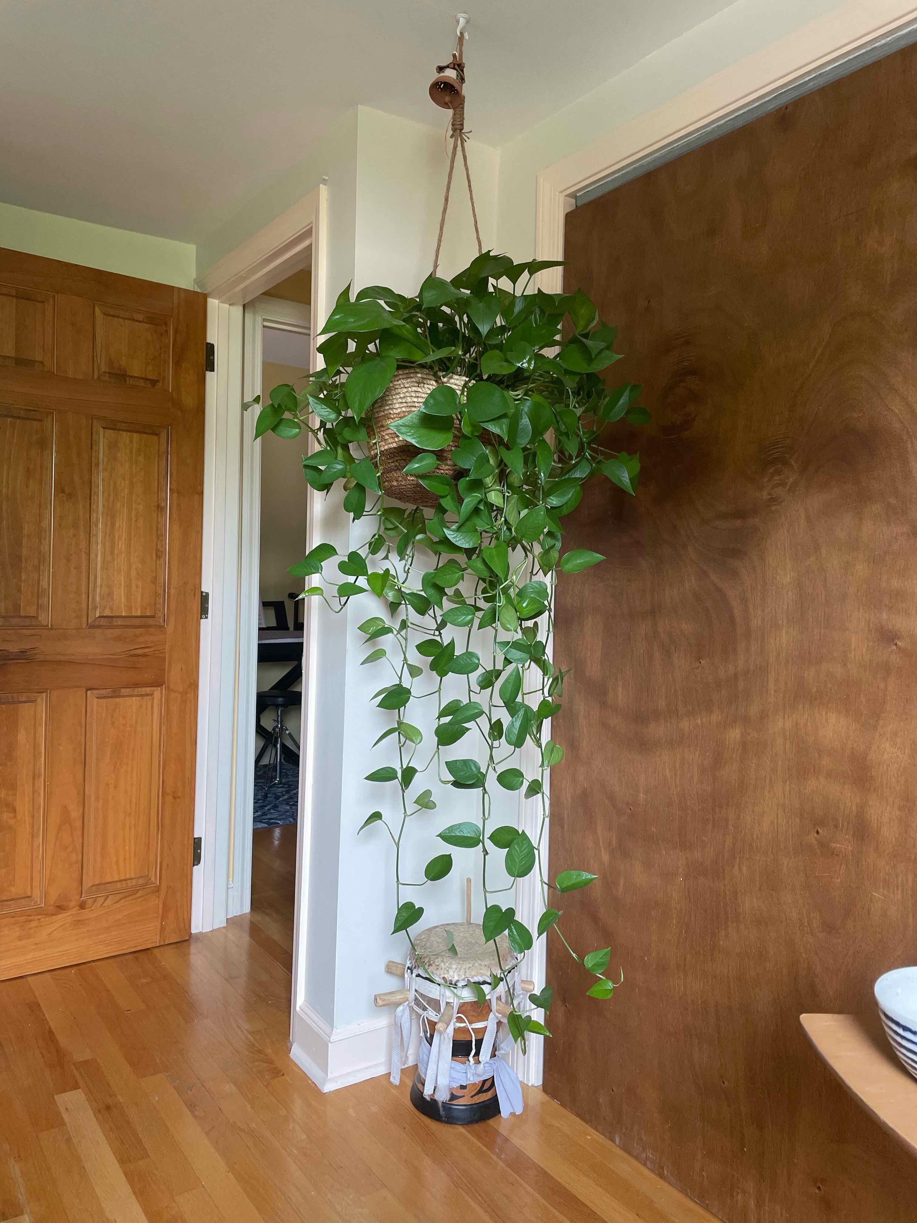 Taro Vine plant photo by @iamdeboray named Office Gal on Greg, the plant care app.