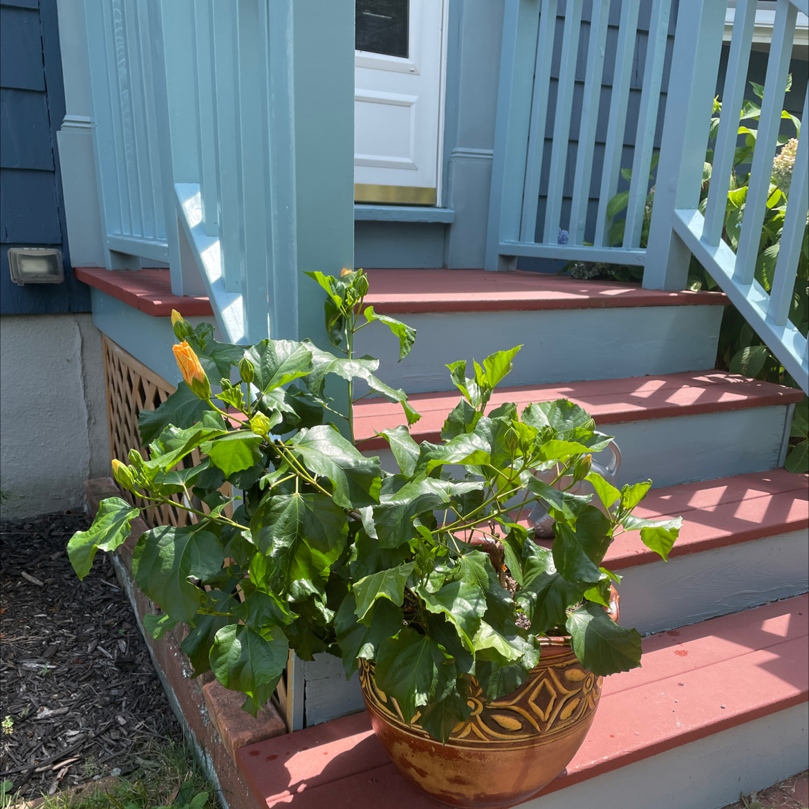 Hibiscus Tree plant photo by @iamdeboray named Helen A. Hanbazquette on Greg, the plant care app.