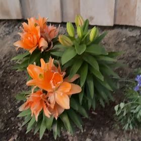 Photo of the plant species Lily Looks Tiny Double You Asiatic Lily by @PatientZucchini named Kiki on Greg, the plant care app