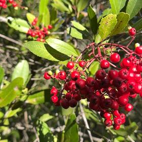 Photo of the plant species Brazilian Peppertree by @FunSnowtrillium named Gobi on Greg, the plant care app