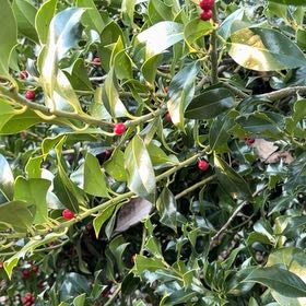 Photo of the plant species Holly by @FunSnowtrillium named Elina on Greg, the plant care app