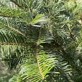 Photo of the plant species White Fir by @FunSnowtrillium named Madonna on Greg, the plant care app
