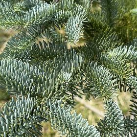 Photo of the plant species Noble Fir by @FunSnowtrillium named Sage on Greg, the plant care app