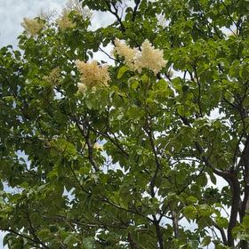 Photo of the plant species Japanese Tree Lilac by @FunSnowtrillium named Sol on Greg, the plant care app