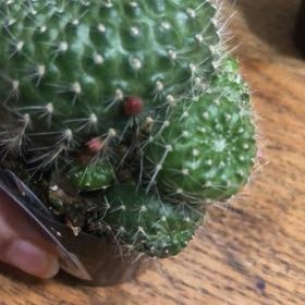 Photo of the plant species Rebutia krainziana by @SolidCarrotwood named Wall-E on Greg, the plant care app