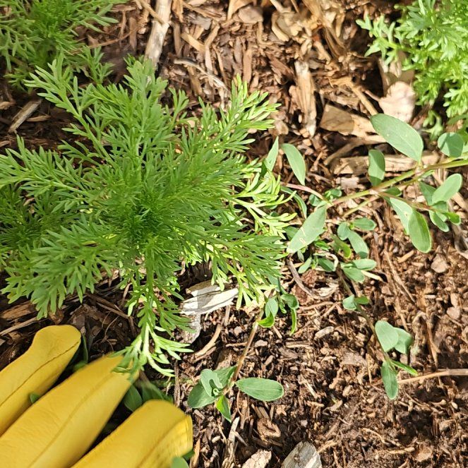 Photo of the plant species Disc Mayweed by @WinNerveplant named Eva on Greg, the plant care app