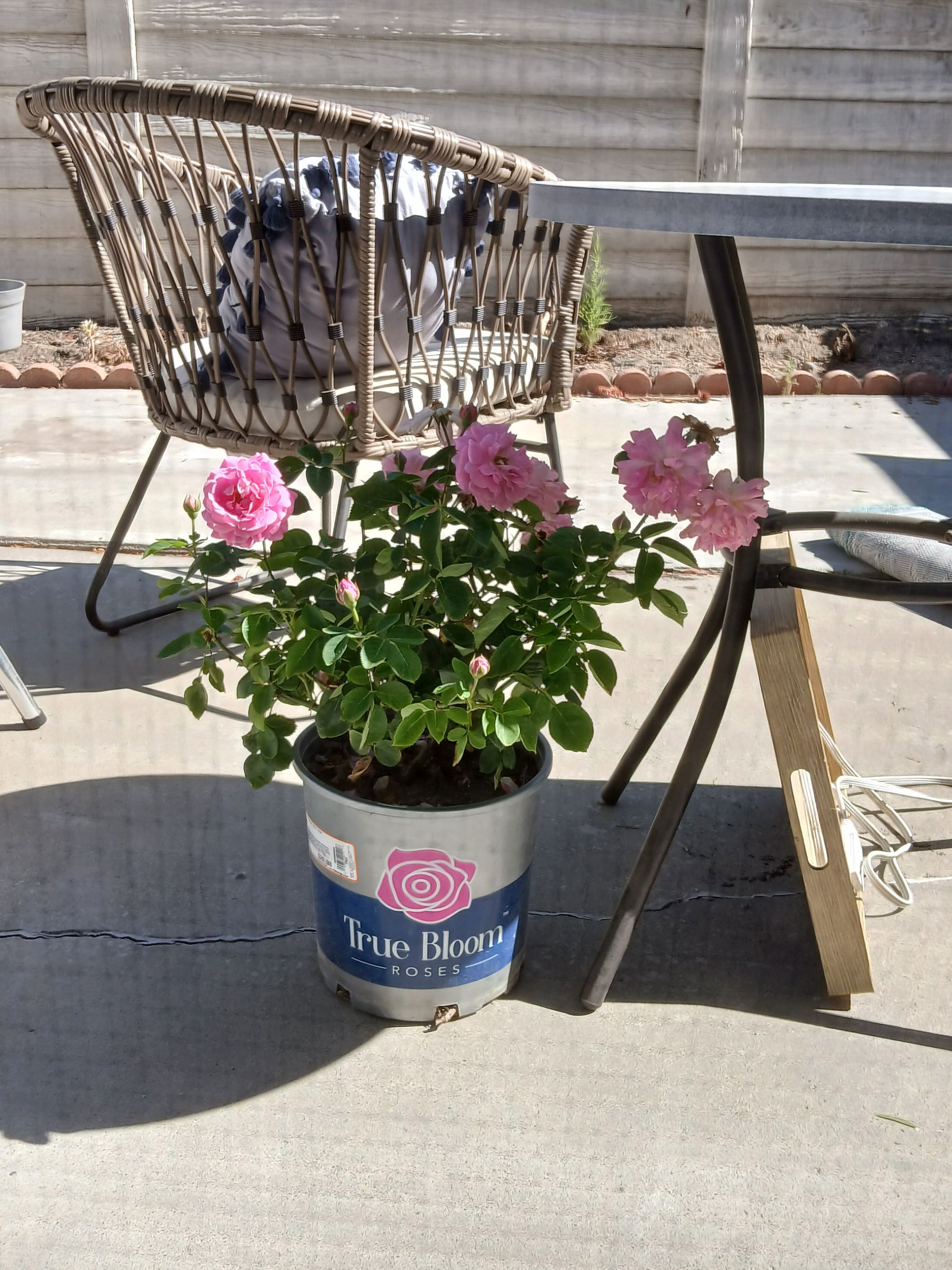Photo of the plant species Roses by @LadySnakeberry named True Perfum Roses on Greg, the plant care app