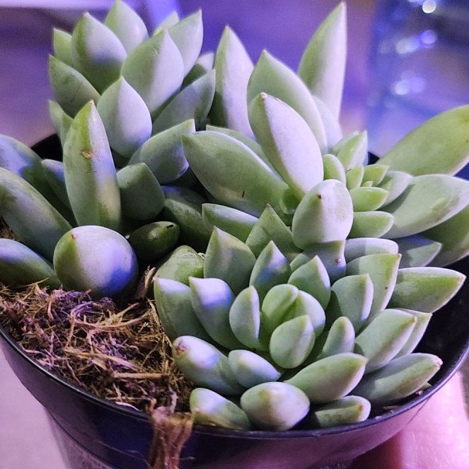 Photo of the plant species Sedeveria 'Peridot Passion' by @HappyWodyetia named Sol on Greg, the plant care app