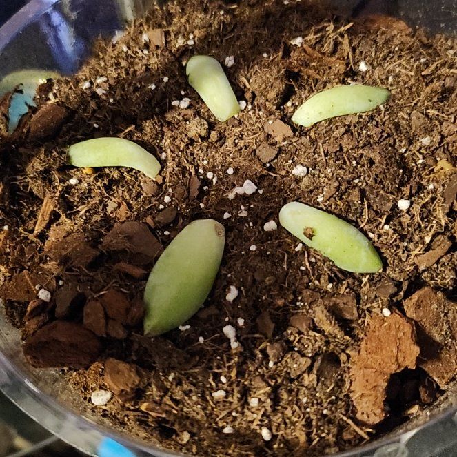 Photo of the plant species Sedeveria 'Peridot Passion' by @HappyWodyetia named Tolkien on Greg, the plant care app