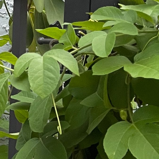 Photo of the plant species Lady Margaret Passion Flower by @StockyStargilia named Drake on Greg, the plant care app