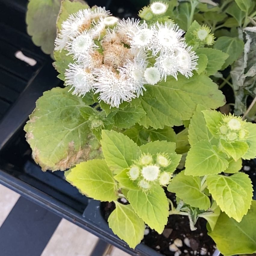 Photo of the plant species Flossflower by @IdolGrugrupalm named Curie on Greg, the plant care app