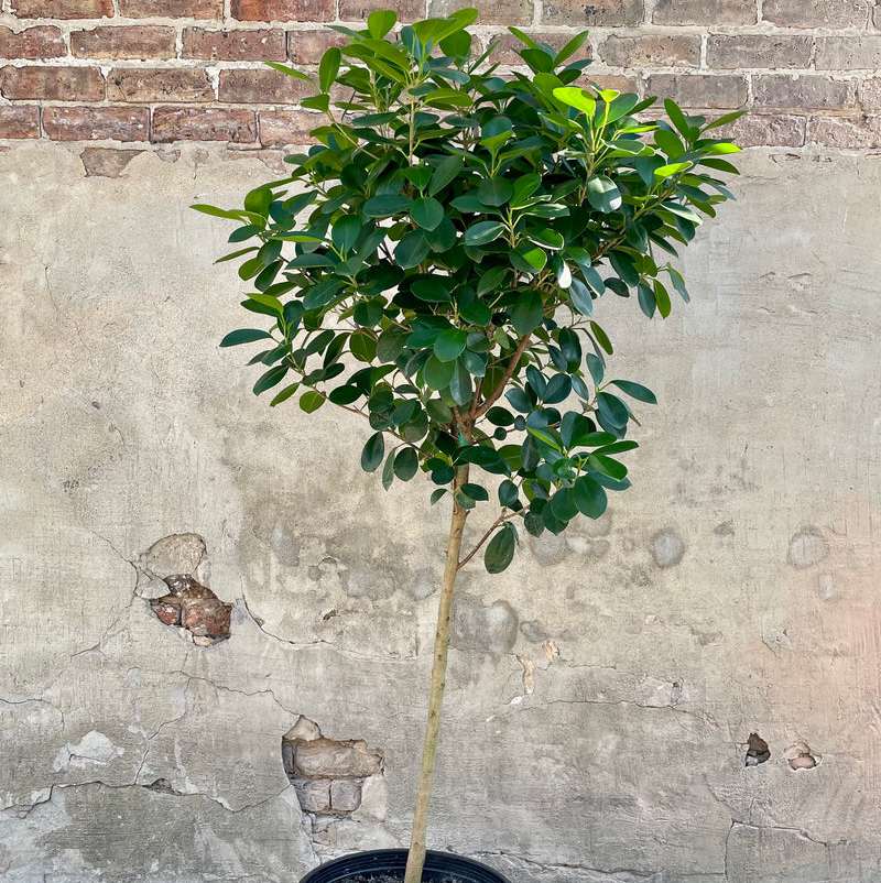 Photo of the plant species weeping fig by @DearPaperwhite named Ficus Daniella Benj on Greg, the plant care app