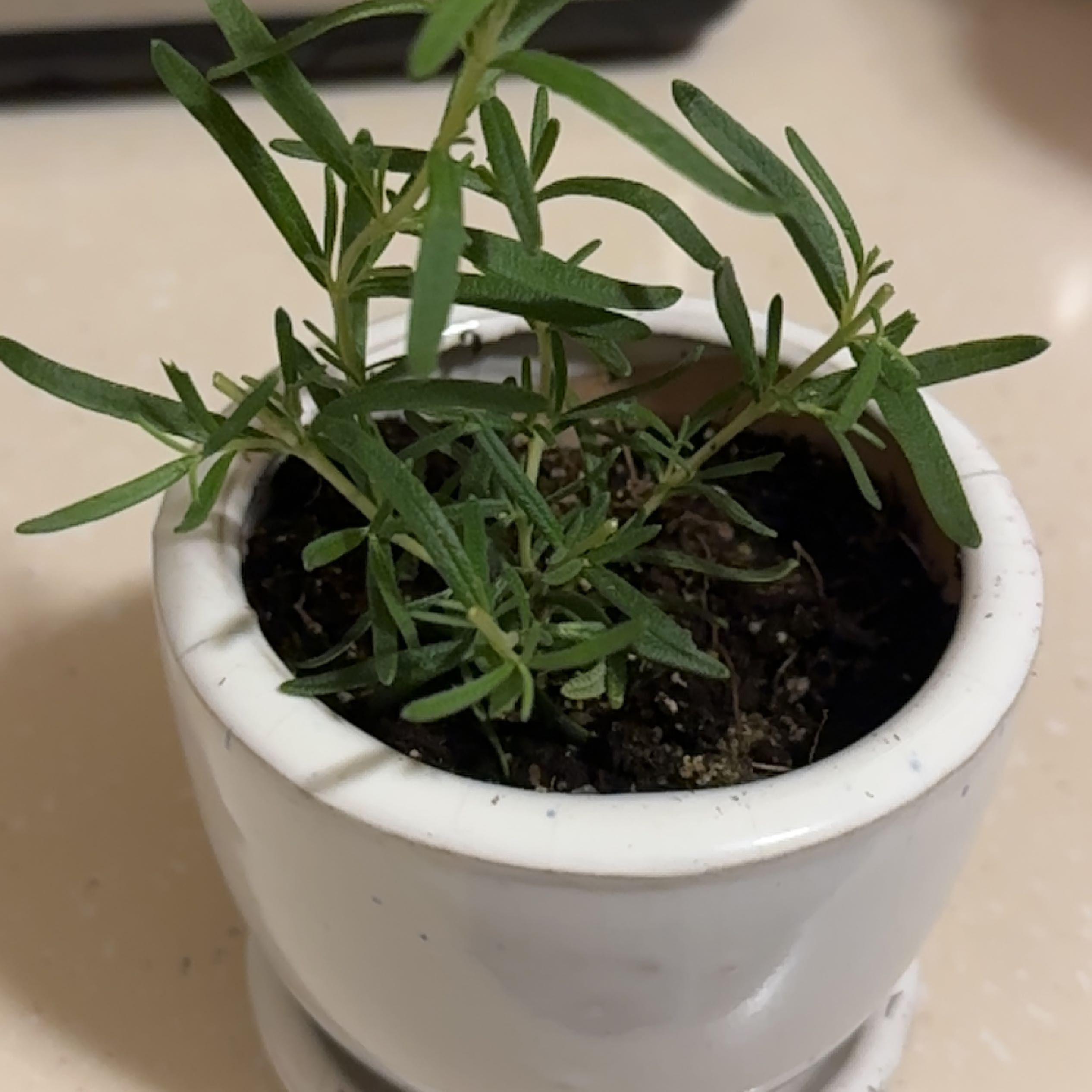 Healthy rosemary plant in a white pot with visible soil.