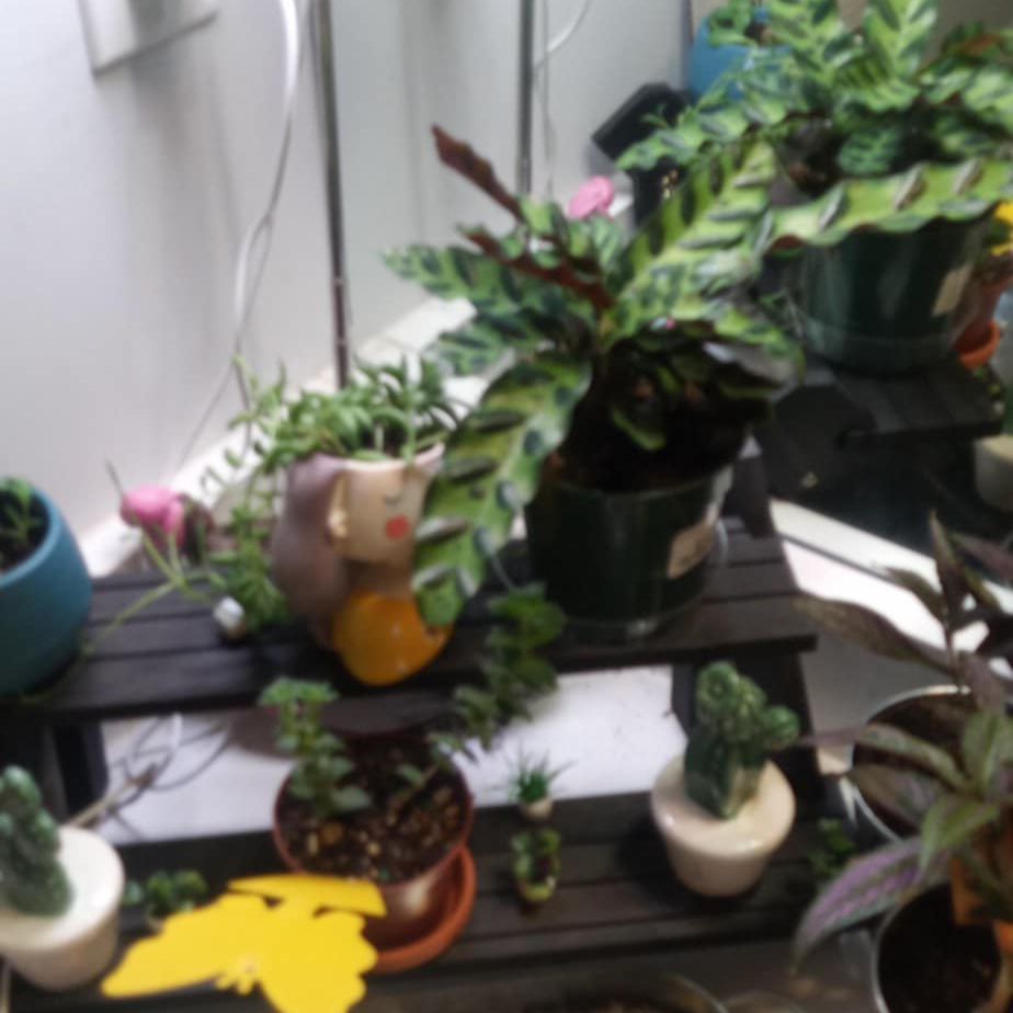 Photo of the plant species rattle snake plant by @HeadHorseradish named ChloroPhil on Greg, the plant care app