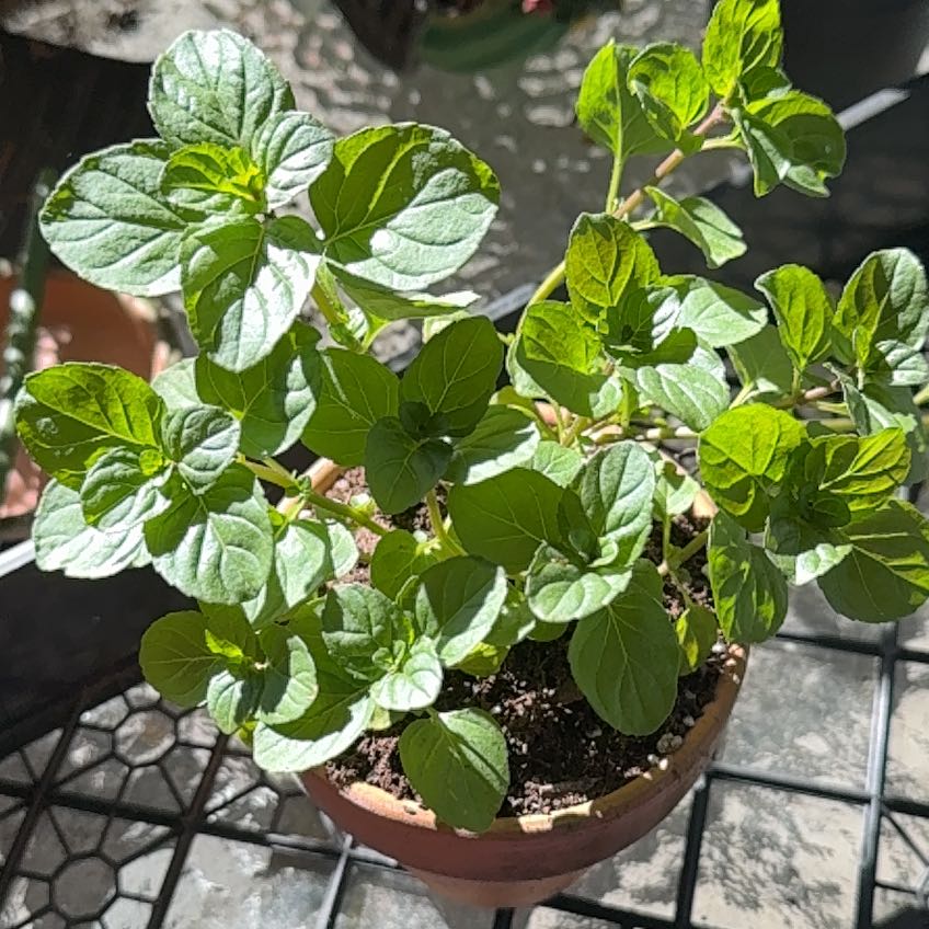 Photo of the plant species Orange Mint by @MiracleHardpine named Kesha on Greg, the plant care app