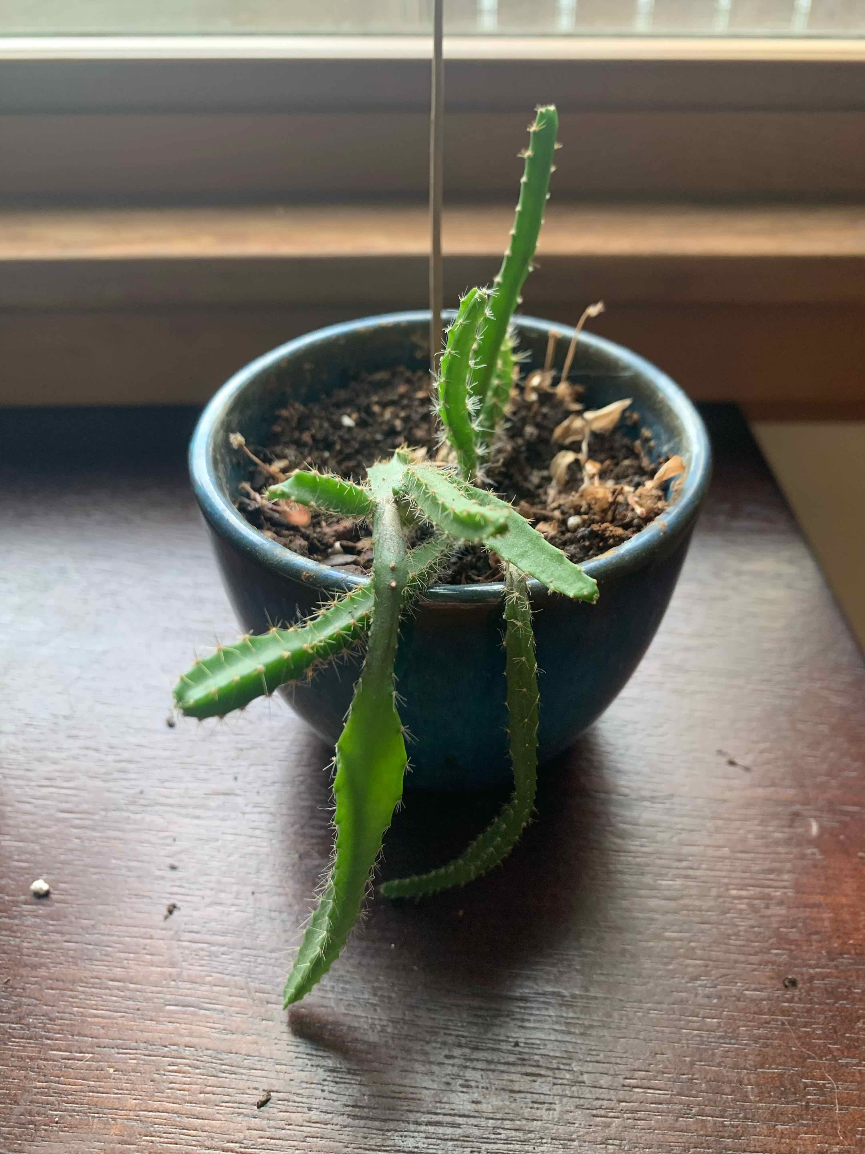 Potted Red Orchid Cactus with elongated green stems near a window.