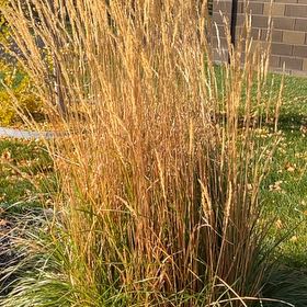 Photo of the plant species Old Switch Panic Grass by @FreeStarburst named Aria on Greg, the plant care app
