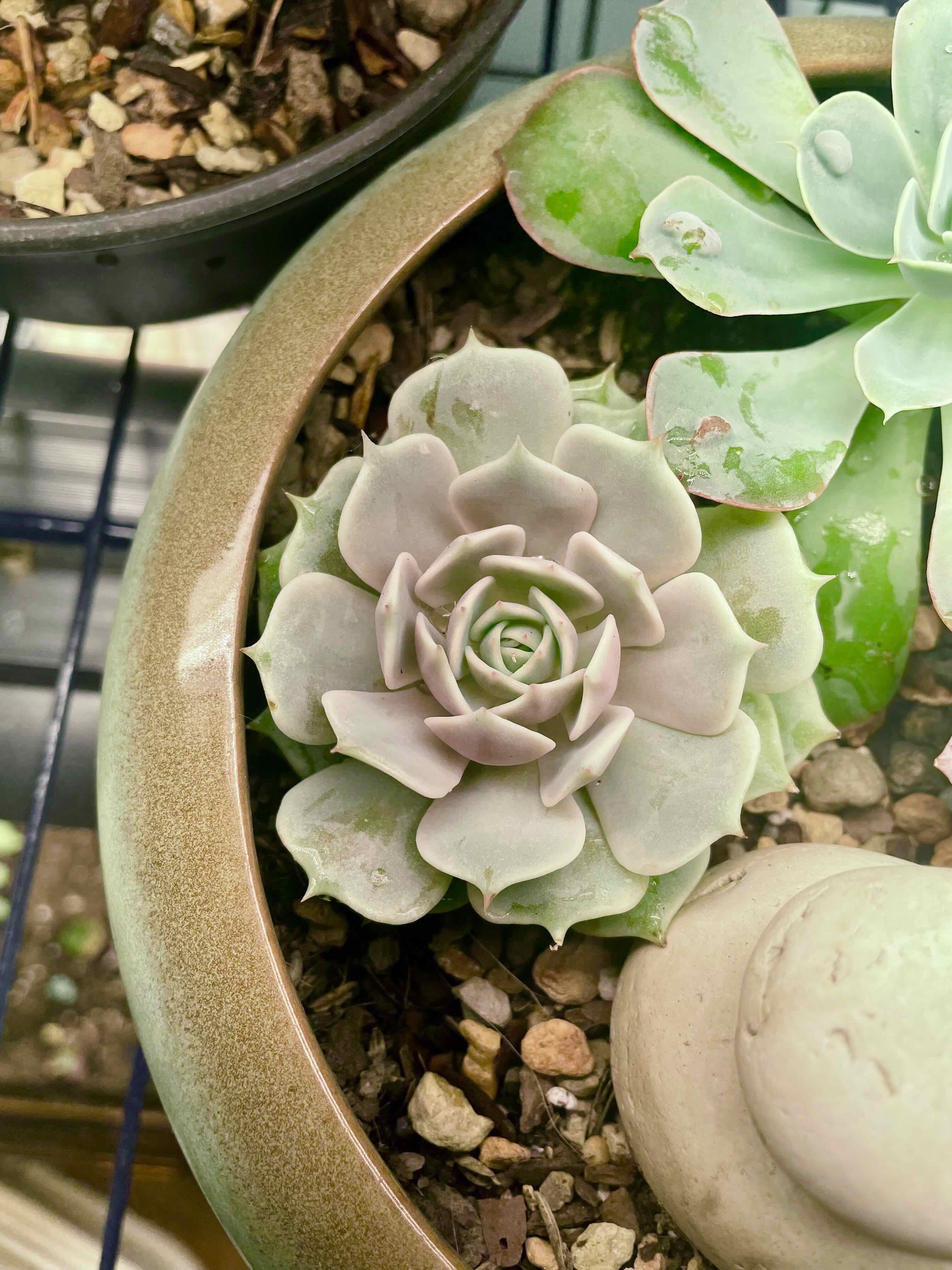 Echeveria 'Lola' succulent in a pot with visible soil, appears healthy.
