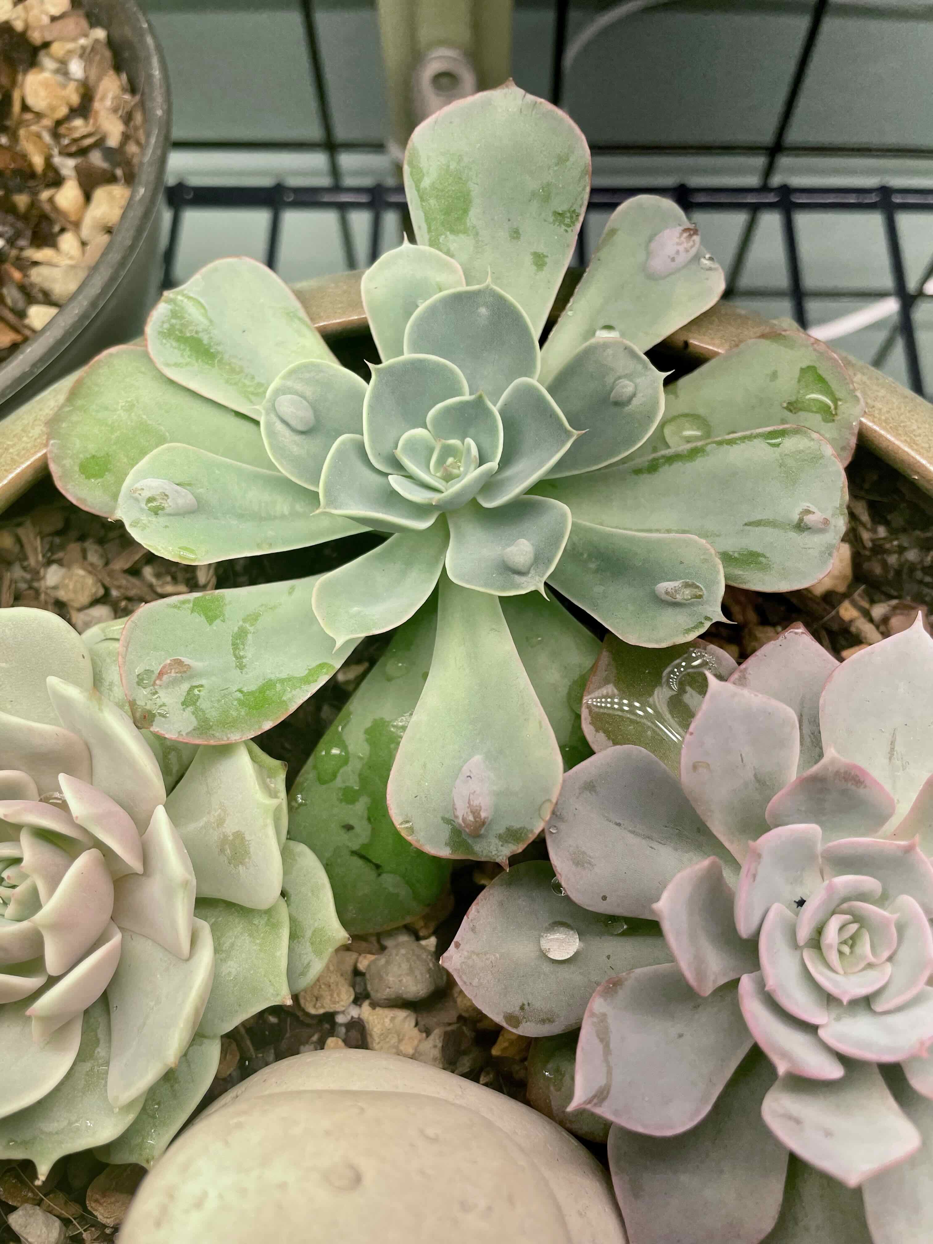 Raindrops Echeveria succulent with water droplets on leaves, in a pot with visible soil and other succulents.